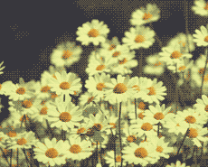 gif3