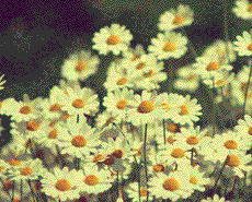 gif4