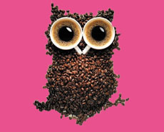 owl