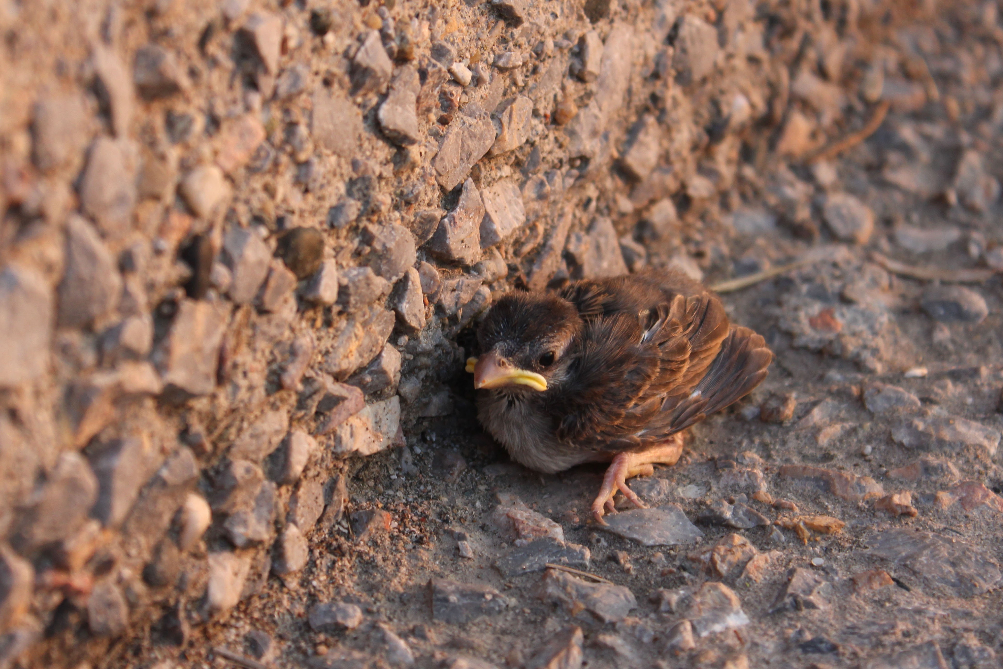 Bird