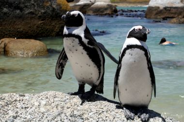 penguins